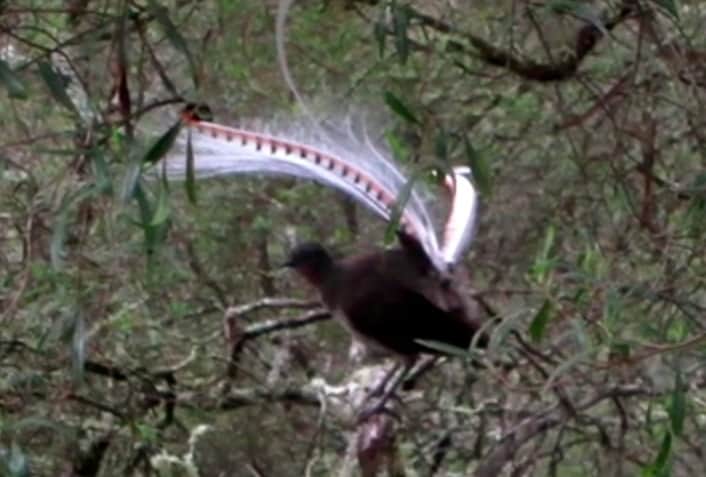 Australian lyrebird