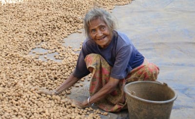 A woman in East Timor squats on the ground as she fills a bucket with root vegetables harvested with the Australian aid organization Seeds of Life