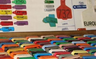 Collector Paul Armstrong's colorful collection of sheep ear tags from around Australia