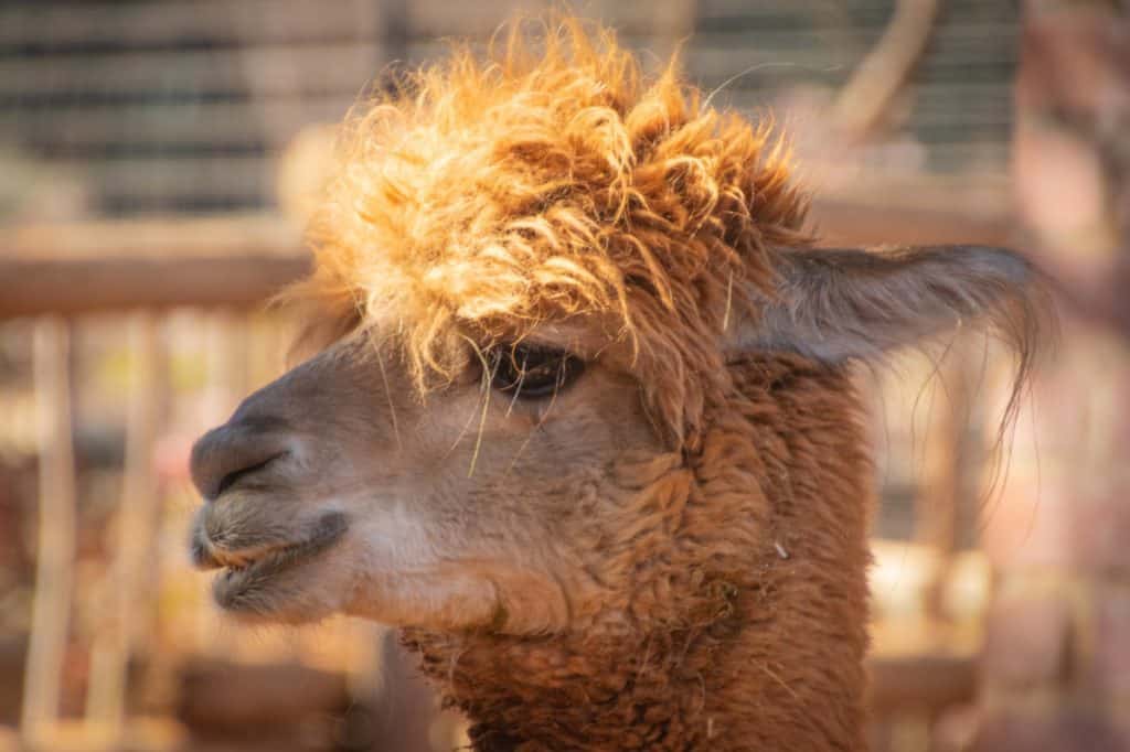 A light brown alpaca on the property of a cane farmer in Queensland 