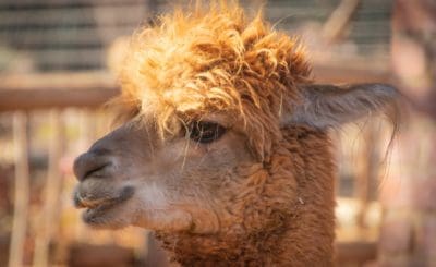 A light brown alpaca on the property of a cane farmer in Queensland