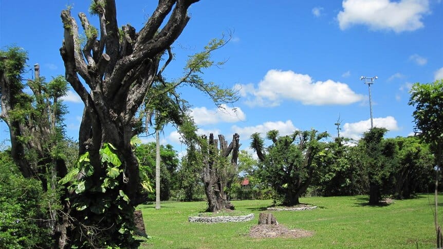 Picture of pruned trees