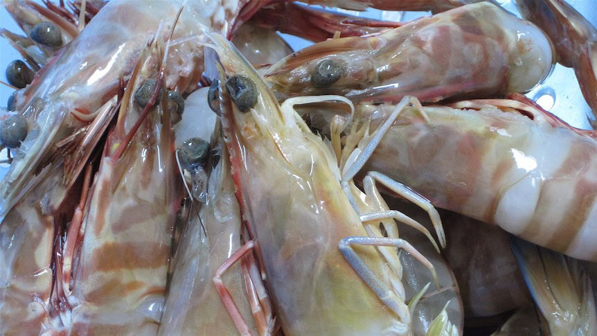 picture of dead prawns